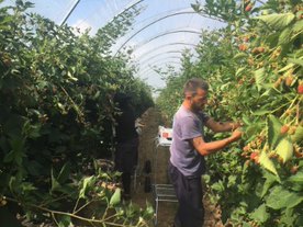 Raspberry picking